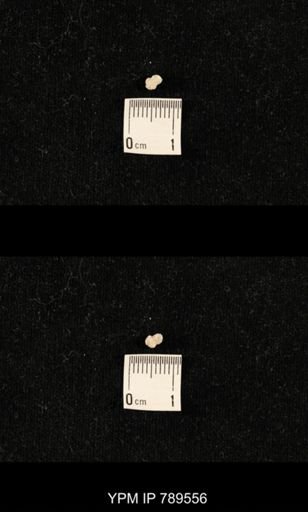 undet. Bryozoa