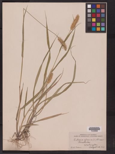 Setaria pumila