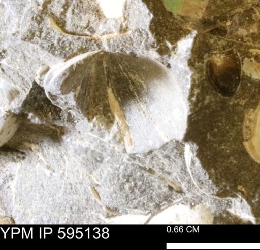 Protocardia sp.