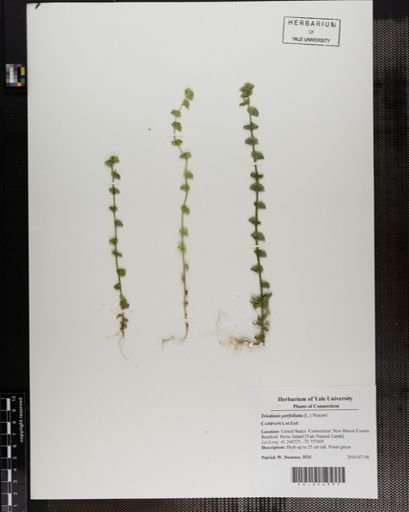 Triodanis perfoliata