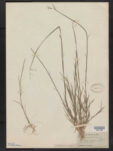 Triplasis purpurea