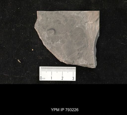 Mormolucoides articulatus