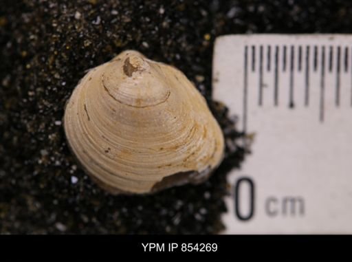 Limopsis striatopunctatus