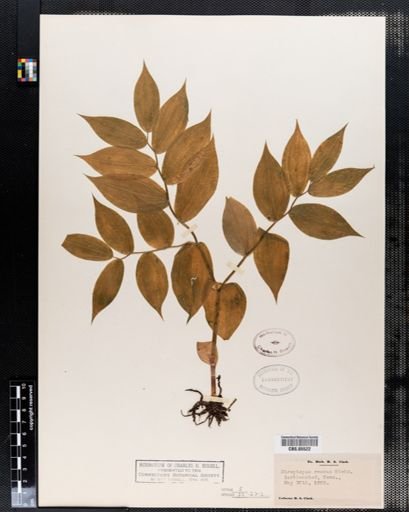 Streptopus roseus