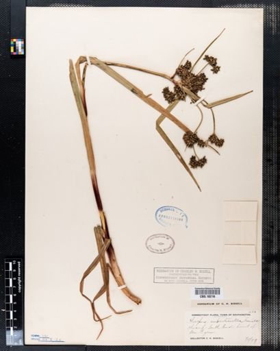 Scirpus rubrotinctus