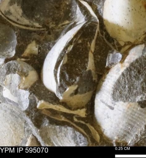 Protocardia sp.