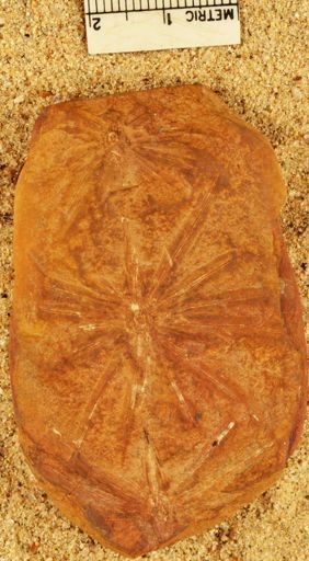 Annularia radiata