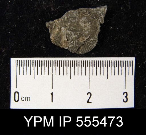 Productus cora