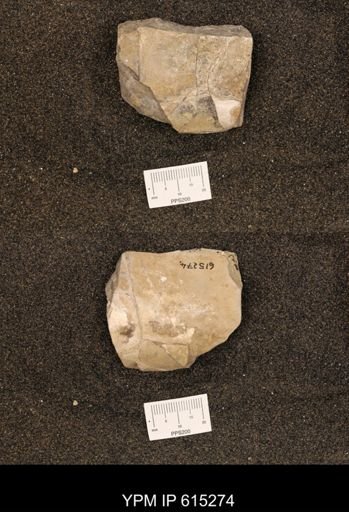 Baculites sp.