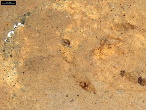undet. Diptera