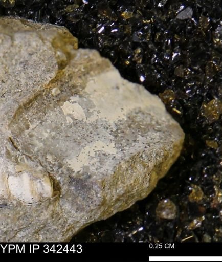 undet. Mollusca
