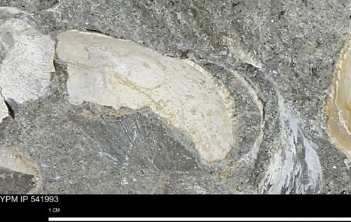 undet. Bivalvia