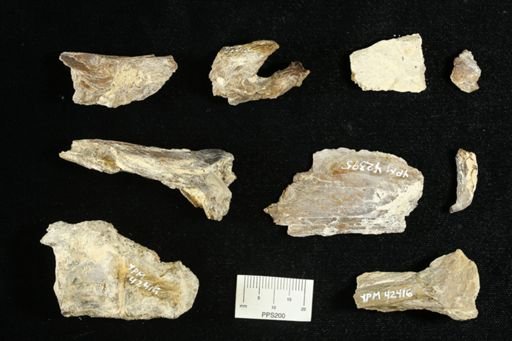 undet. Actinopterygii