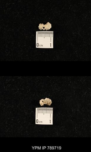 undet. Brachiopoda