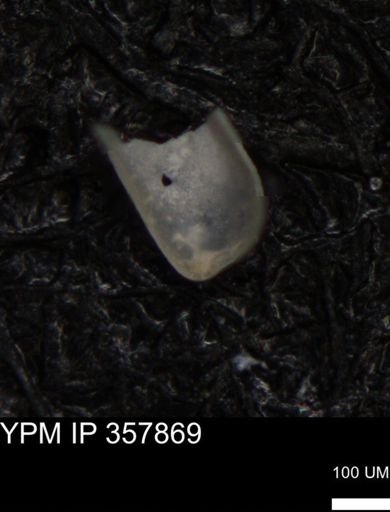 undet. Ostracoda