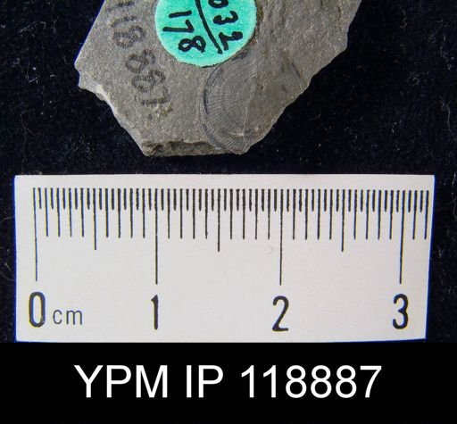 Schizocrania sp.