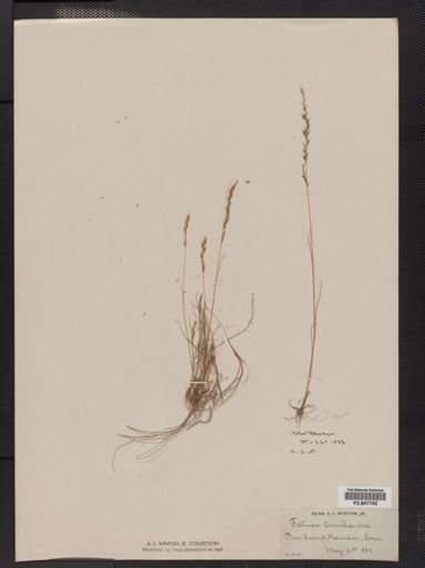 Festuca octoflora