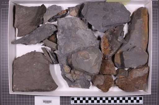 mixed taxa, stratigraphic collection