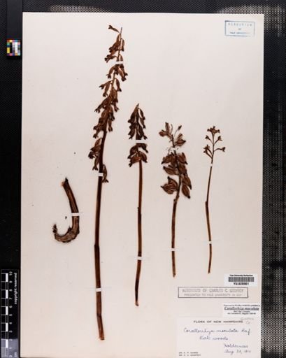 Corallorrhiza