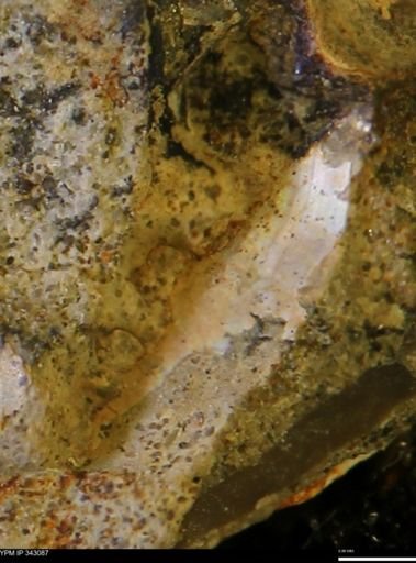 undet. Scaphitidae