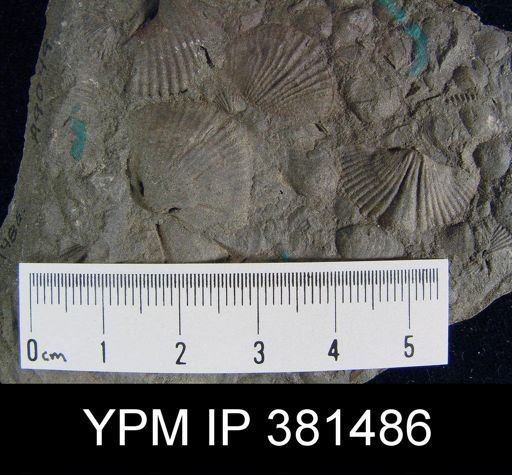 Tropidoleptus sp.