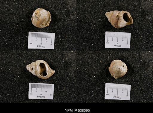 Campeloma nebrascensis