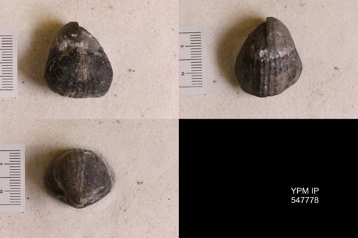 Gypidula coeymanensis