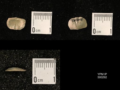 Mesolobus mesolobus decipiens