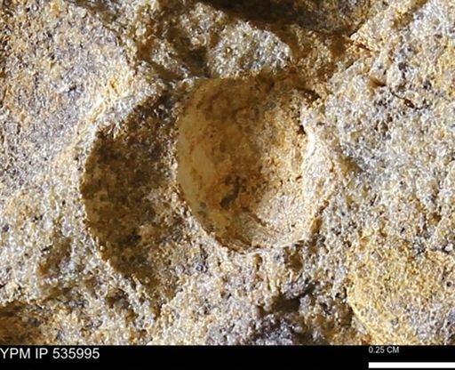 Goniobasis tenuicarinata