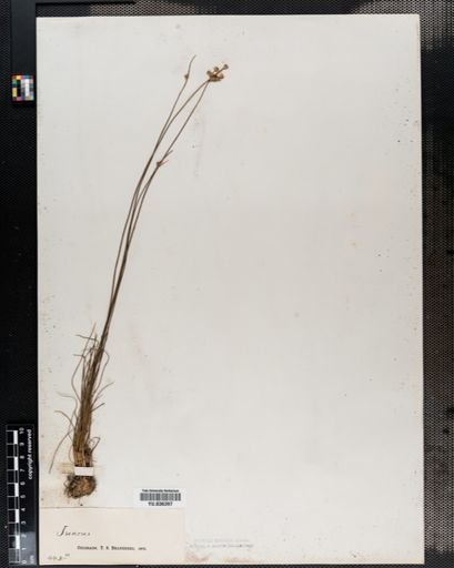 Juncus