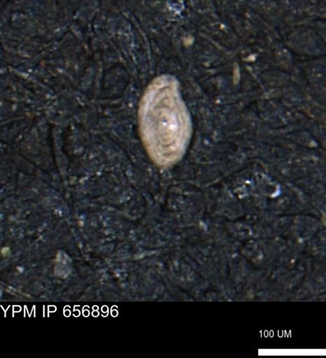 Spirolocammina?