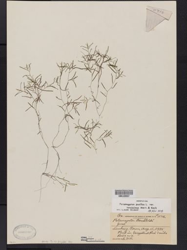 Potamogeton pusillus var. tenuifolius