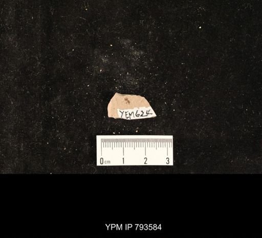undet. Hexapoda