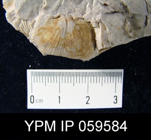Chonostrophia reversa