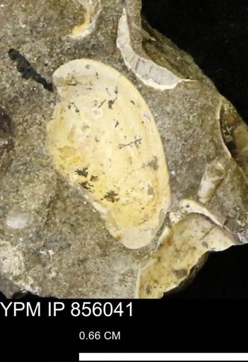 Nuculana sp.