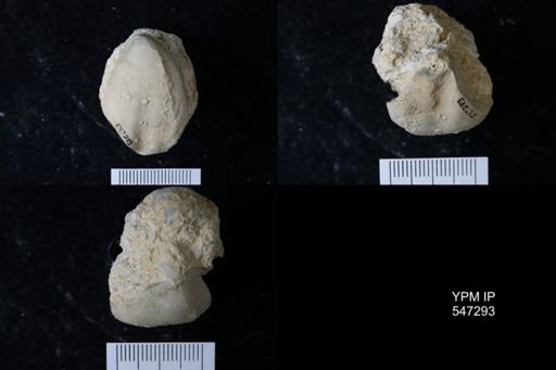 Terebratula sp.