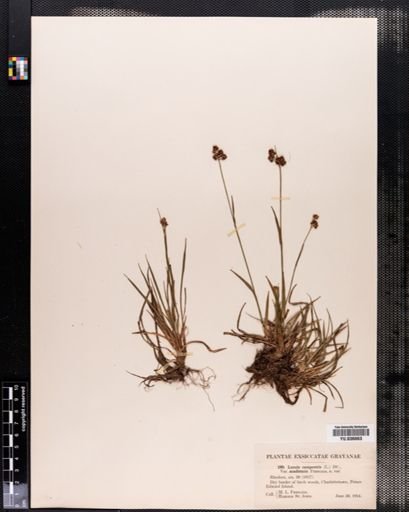 Luzula campestris