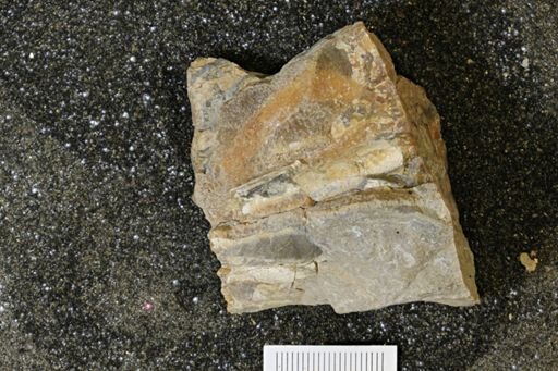 Inoceramus sp.
