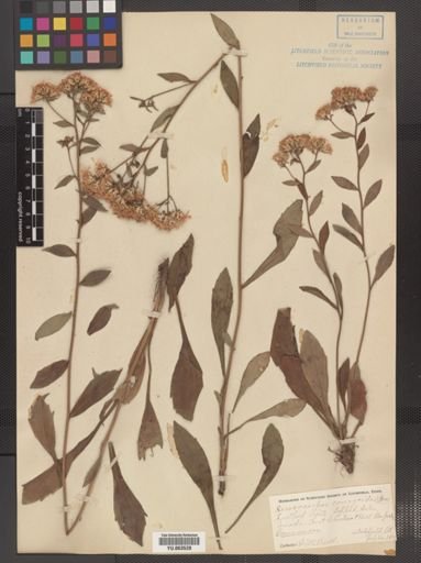 Sericocarpus asteroides