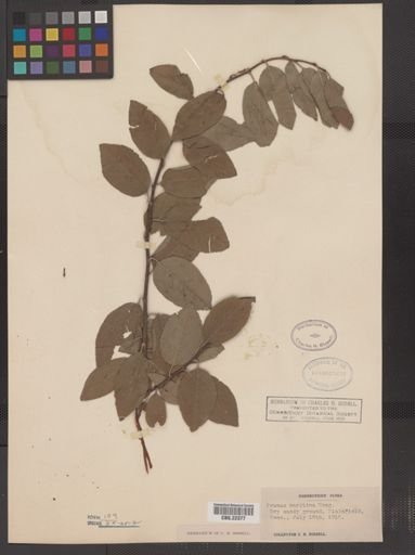 Prunus maritima