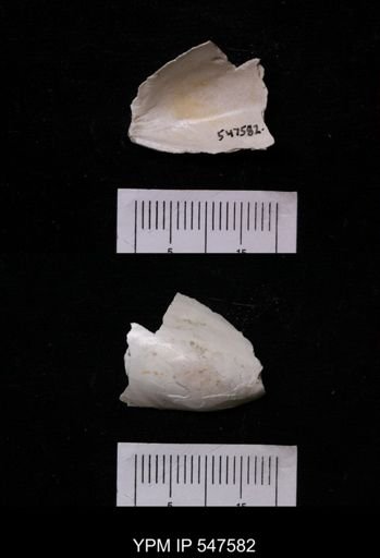 Modiola modiolus