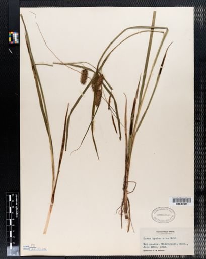 Carex hystericina