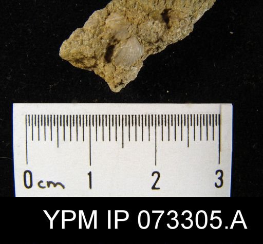 Coelospira saffordi