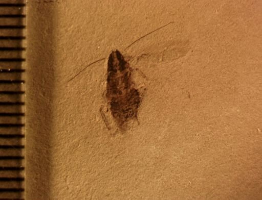 undet. Blattodea