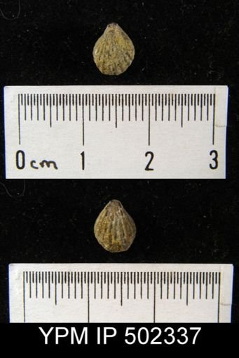 Hustedia miseri