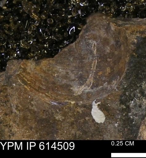 undet. Bivalvia