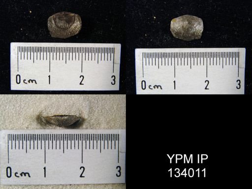 Chonetes mucronatus