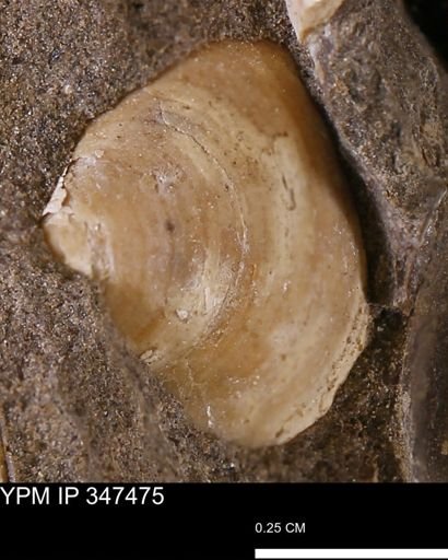 undet. Bivalvia