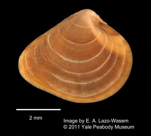 Bivalvia