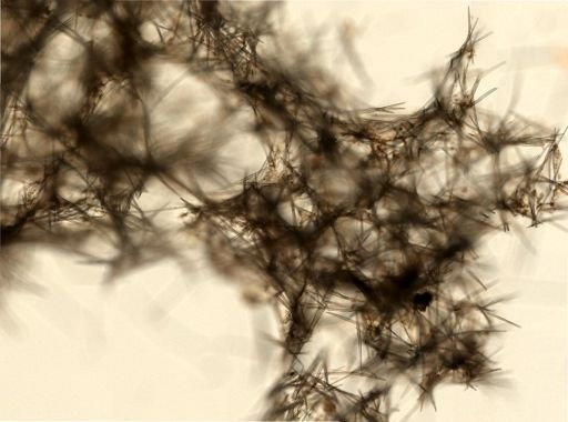 Halichondria